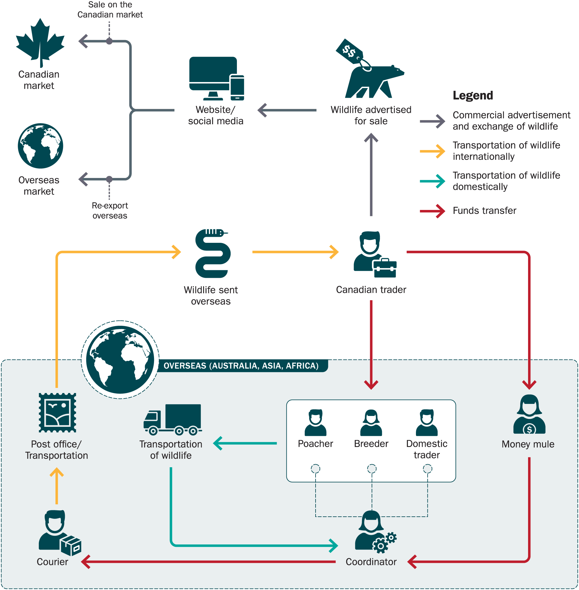 Network of individuals and their physical, coordinating and/or financial role in the illegal importation of exotic wildlife.